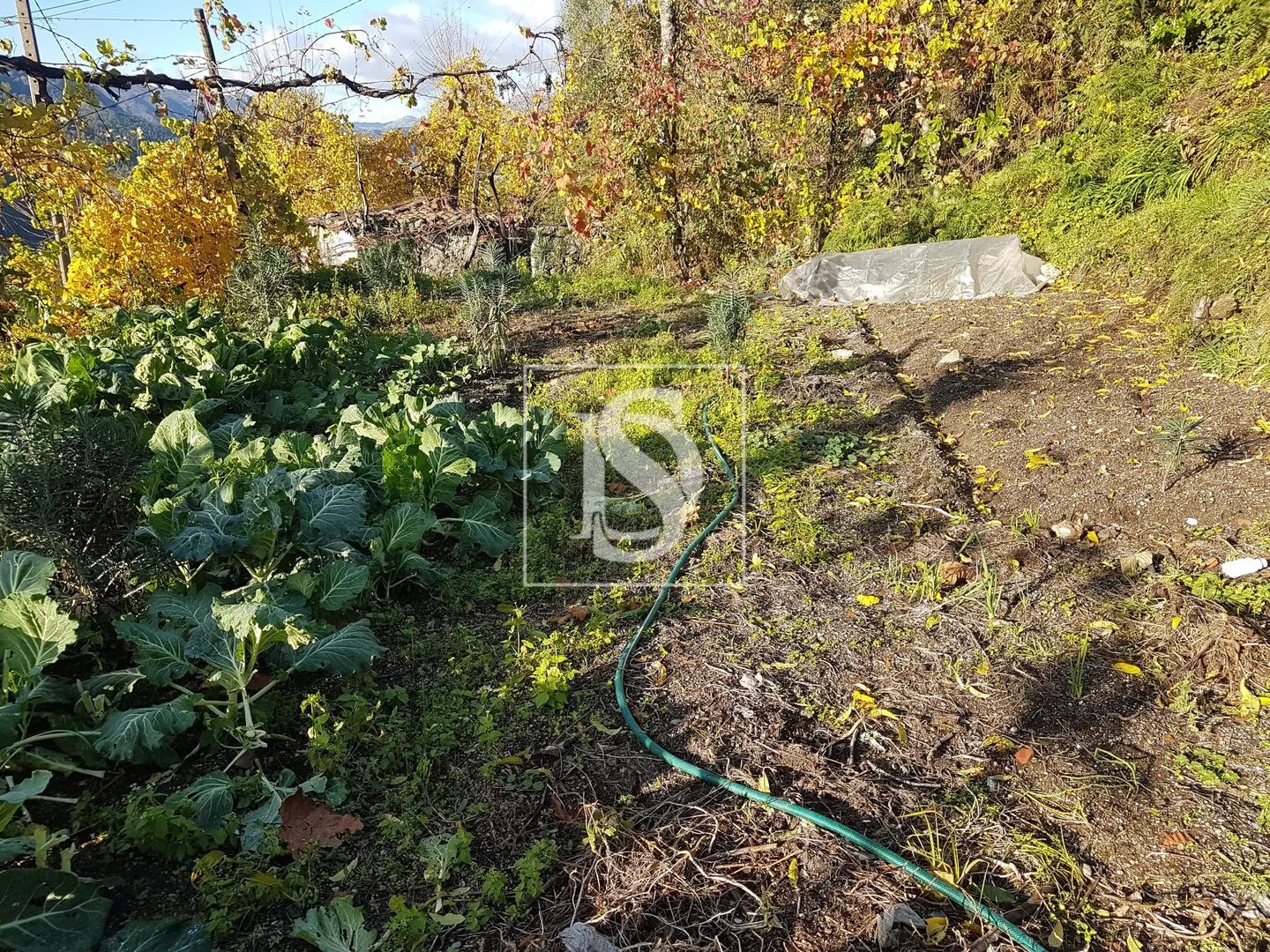 Terreno