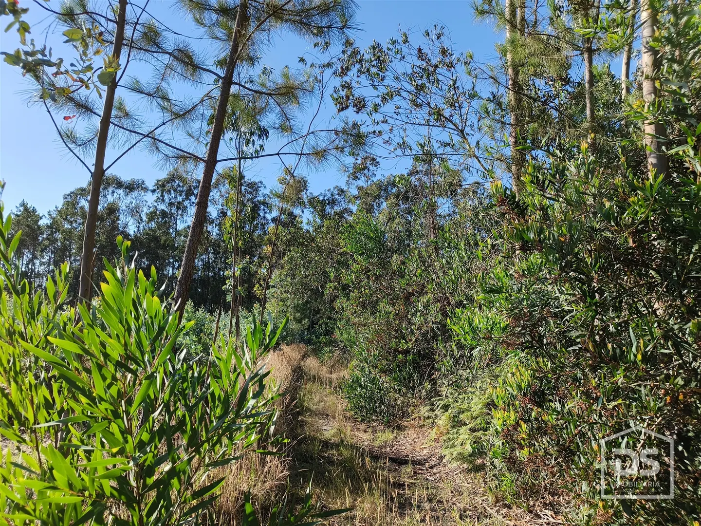 Terreno com pinheiros e eucaliptos - Moinhos da Gândara