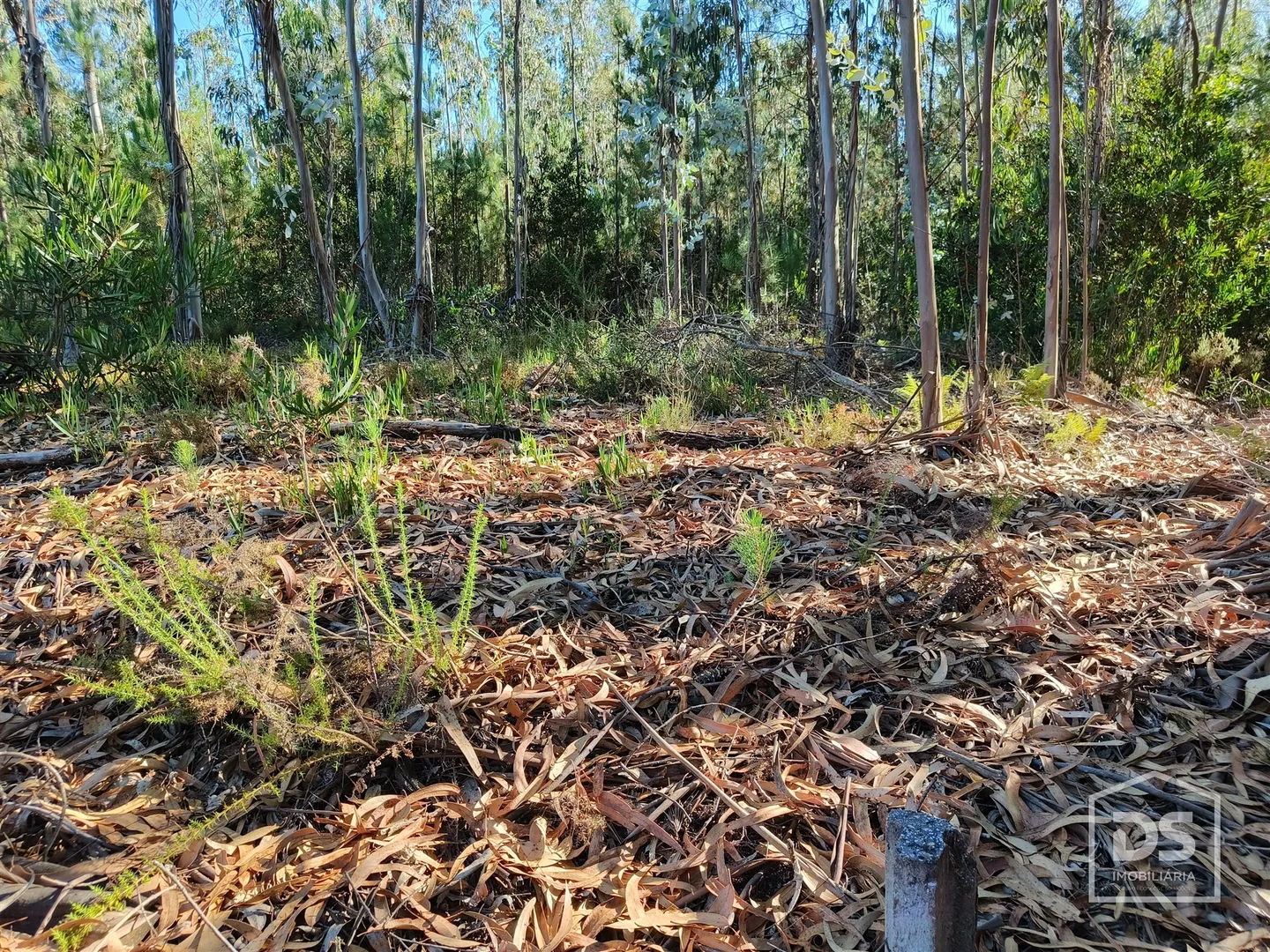 Terreno com pinheiros e eucaliptos - Moinhos da Gândara