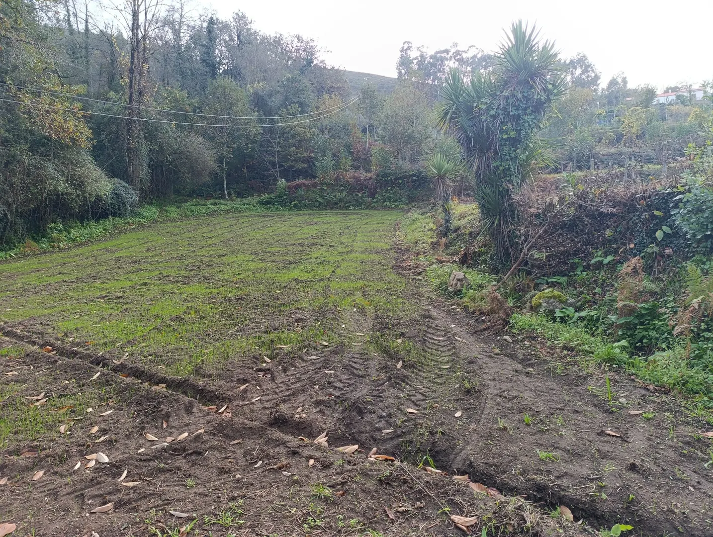 Terreno