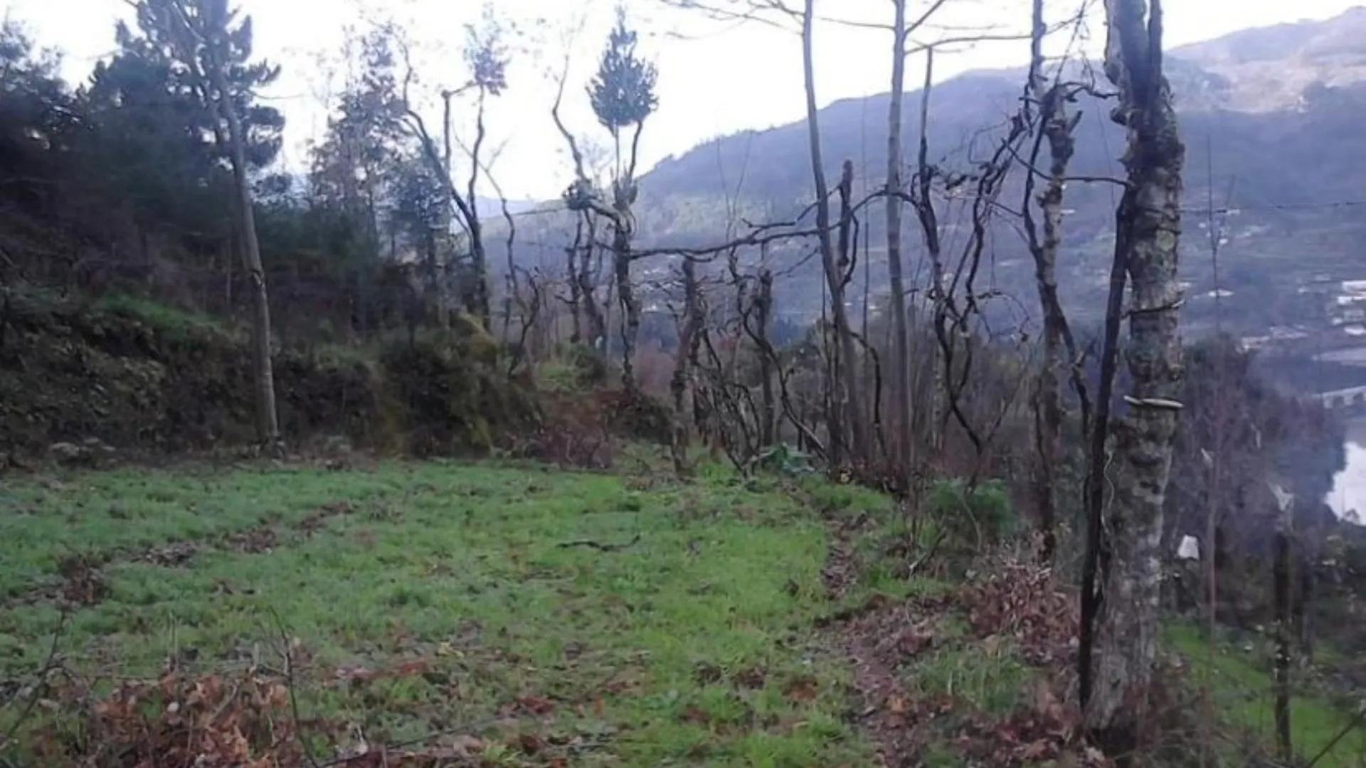 Terreno