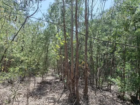 Propriedade Única com 2 Casas para Recuperação e Terreno de 2,6 Hectares
