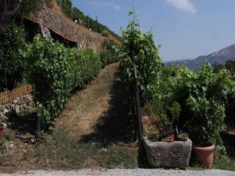 Quinta
