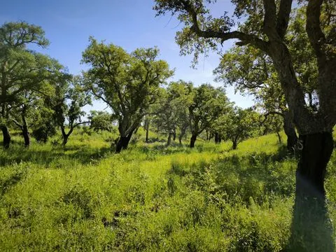 Terrain rustique de 11,95 ha avec faisabilité de construction sur la côte de l’Alentejo