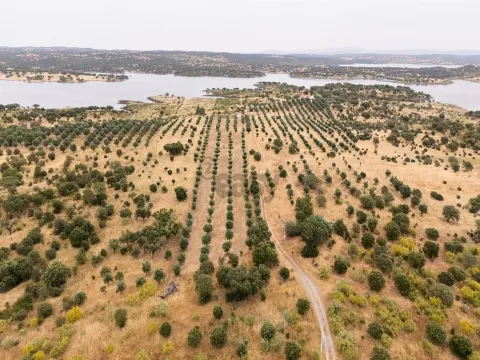 Terreno Agrícola com Olival com 14000m2 Barragem de Alqueva– Ferreira de Capelins, Alandroal