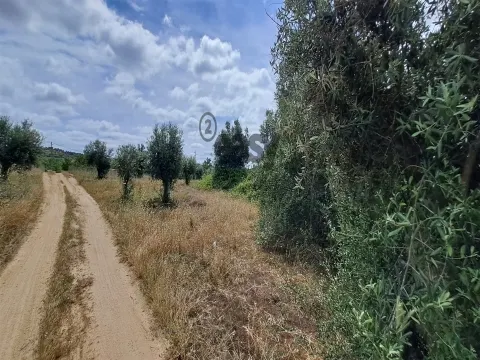 Terreno Rústico para Venda na Vidigueira com 10 000 m²