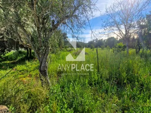 &#1047;&#1077;&#1084;&#1077;&#1083;&#1100;&#1085;&#1099;&#1081; &#1091;&#1095;&#1072;&#1089;&#1090;&#1086;&#1082;, &#1088;&#1072;&#1089;&#1087;&#1086;&#1083;&#1086;&#1078;&#1077;&#1085;&#1085;&#1099;&#1081; &#1074; &#1043;&#1086;&#1083;&#1076;&#1088;&#1077;, &#1089; &#1086;&#1090;&#1083;&#1080;&#1095;&#1085;&#1099;&#1084; &#1087;&#1086;&#1090;&#1077;&#1085;&#1094;&#1080;&#1072;&#1083;&#1086;&#1084; &#1076;&#1083;&#1103; &#1089;&#1090;&#1088;&#1086;&#1080;&#1090;&#1077;&#1083;&#1100;&#1089;&#1090;&#1074;&#1072; &#1076;&#1074;&#1091;&#1093; &#1087;&#1088;&#1077;&#1089;&#1090;&#1080;&#1078;&#1085;&#1099;&#1093; &#1074;&#1080;&#1083;&#1083;.