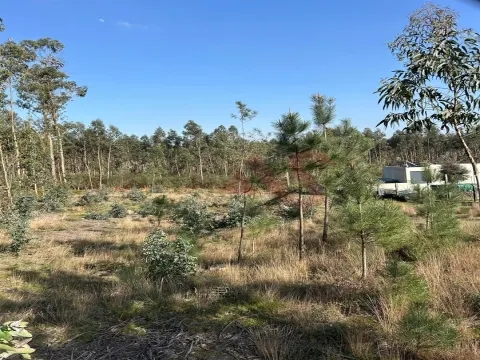 Terreno para Construção em Sanfins – 3.000 m² | Excelente Oportunidade