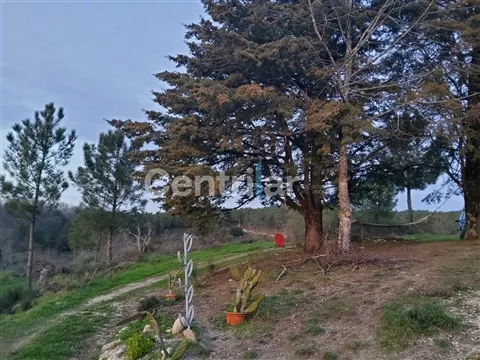 Quinta