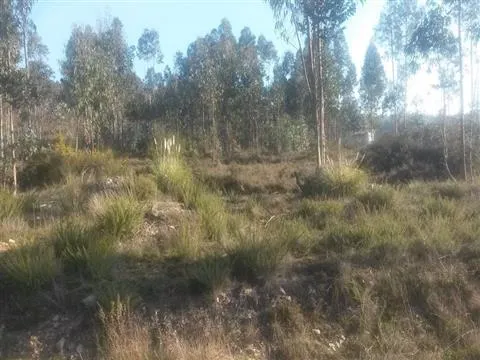 Terreno com 8.000 m² | São Romão Do Coronado, Trofa