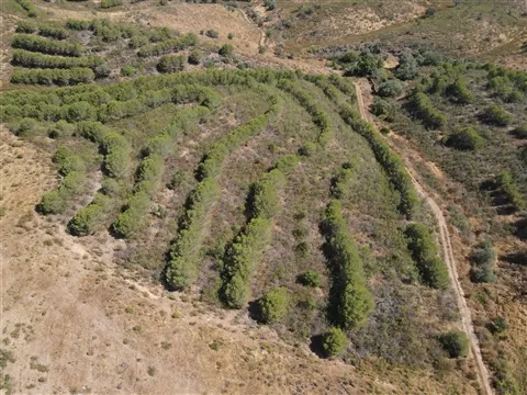 Terrain rural