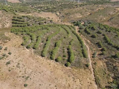Terrain rural