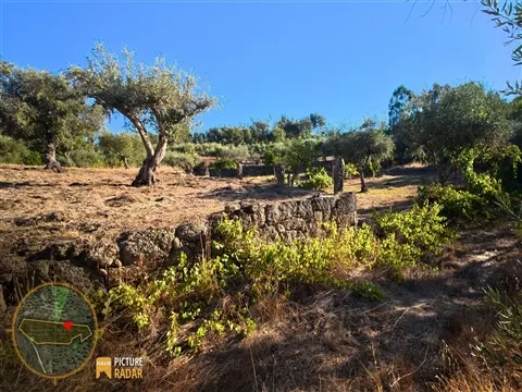 Terrain Fertile de 3 720m² avec Puits | Castelo Branco, PT