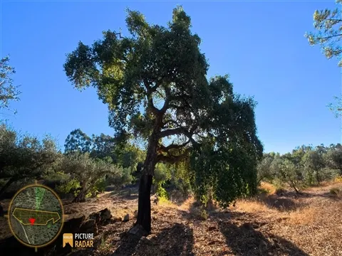 Terrain Fertile de 3 720m² avec Puits | Castelo Branco, PT