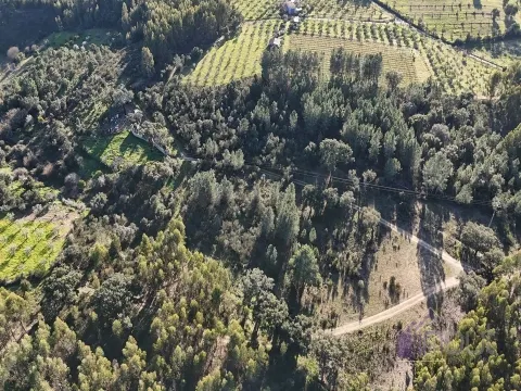 Terreno Rústico, com Sobreiros e Terra Arvense à Venda 25.000€