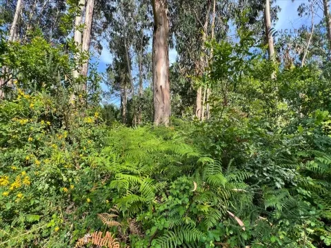 Terreno Rústico com 4640m2 em Lamoso, Paços de Ferreira