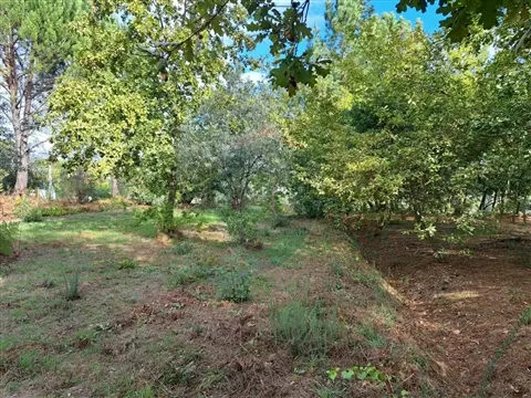 Terrain rural