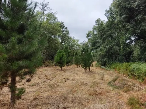 Quinta com 6ha em Penalva do Castelo