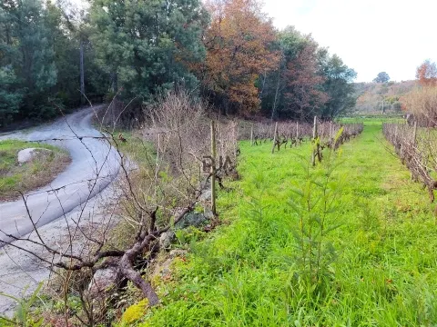 Terreno com viabilidade construtiva em Vila Corça