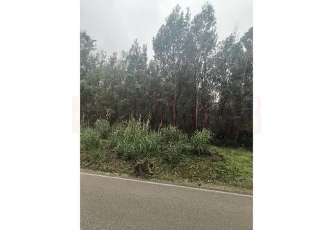 Próximo da Mealhada, vende-se Terreno Rústico