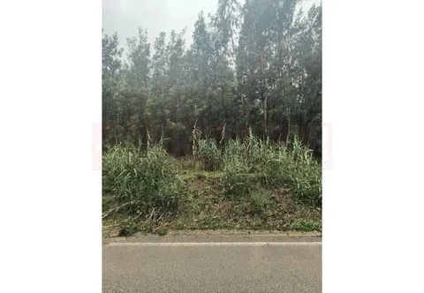 Próximo da Mealhada, vende-se Terreno Rústico