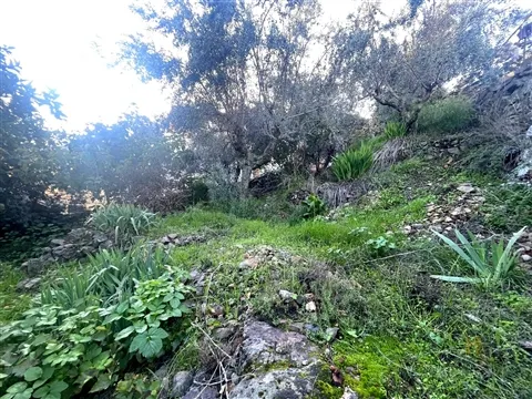 Terrain urbain