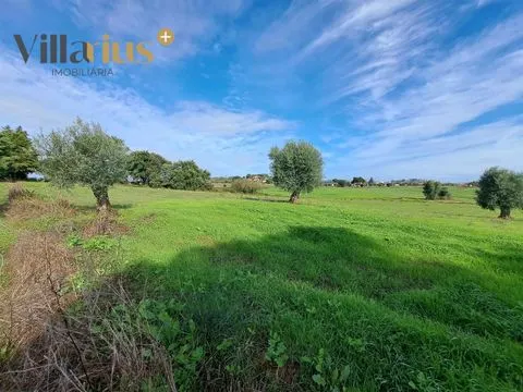 Terreno agrícola de 9.600 m² a 10 minutos de Tomar!