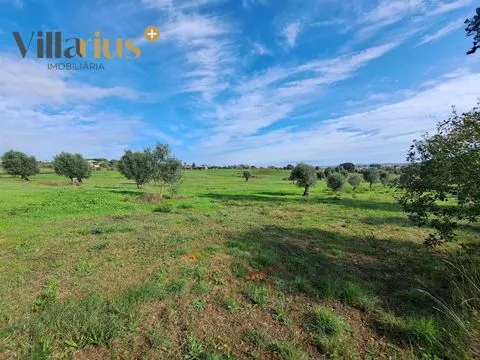 Terreno agrícola de 9.600 m² a 10 minutos de Tomar!