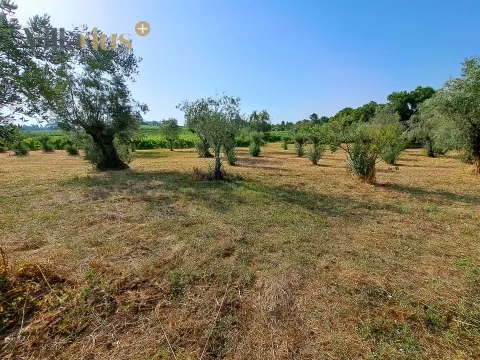 Land 11,460 m² with Approved Project — Tomar