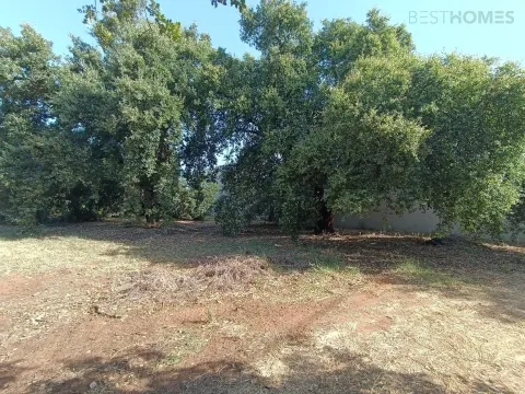 Terrain rural