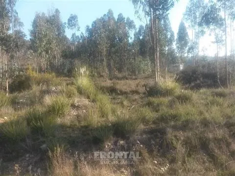 Terreno com 8.000 m² | São Romão Do Coronado, Trofa