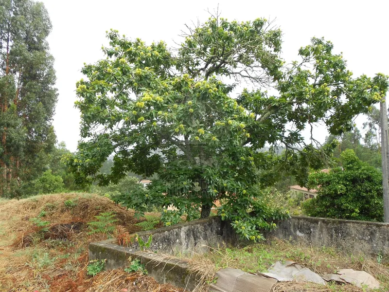 Real Estate building