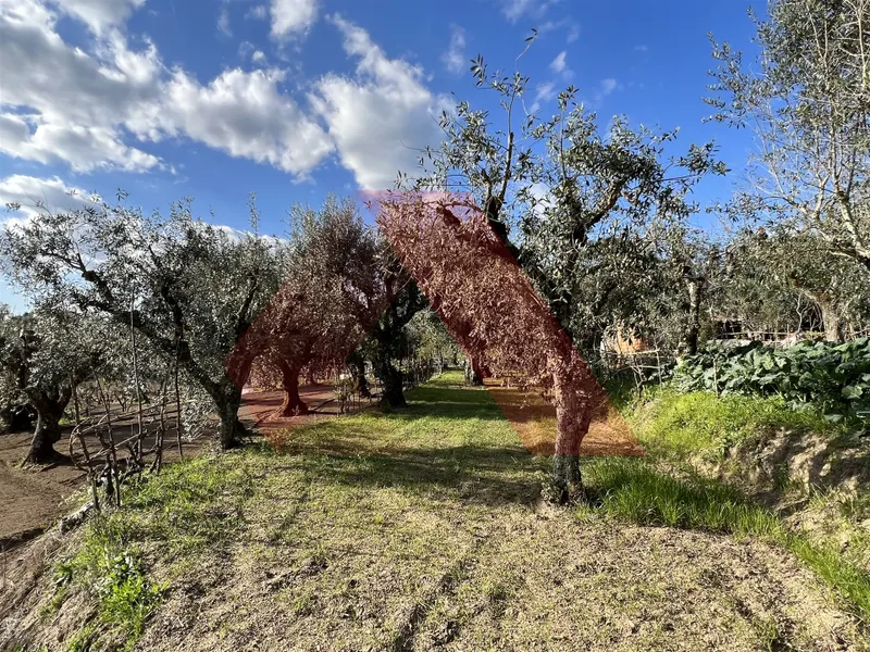 Terrain rural Studio