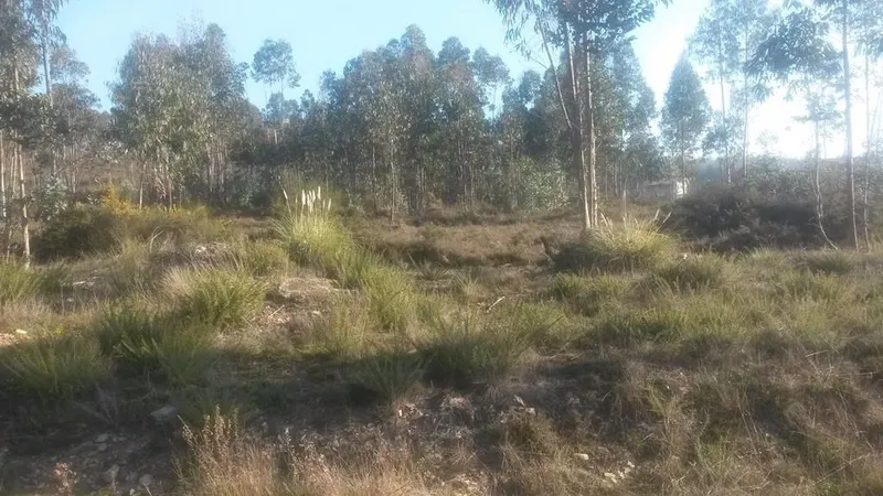 Terreno com 8.000 m² | São Romão Do Coronado, Trofa