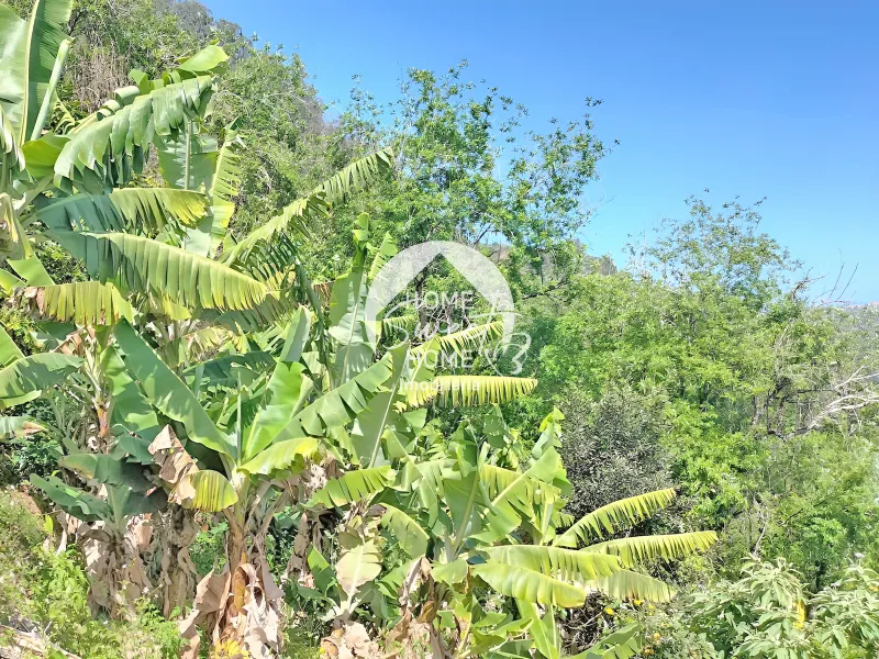 Terreno Rústico para construir, junto à Laurisilva