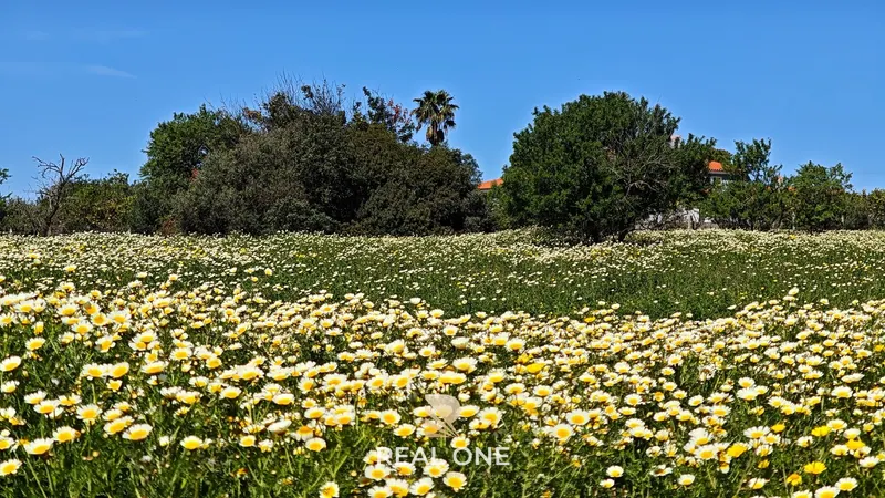 Moradia T3 em lote privado de 1.127 m2 na Guia