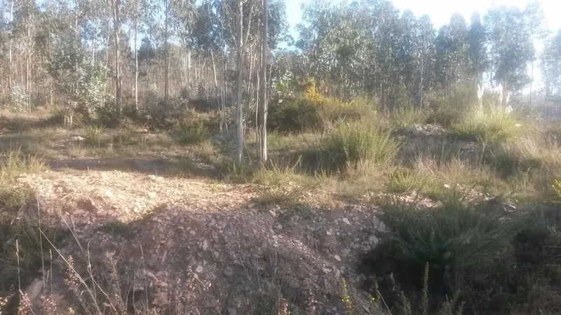 Terreno com 8.000 m² &#124; São Romão Do Coronado, Trofa